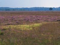 NL, Drenthe, Westerveld, Kraloerheide 30, Saxifraga-Hans Dekker