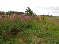 NL, Drenthe, Westerveld, Lange Poel 1, Saxifraga-Hans Dekker