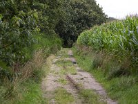 Track between forest and corn field, Drenthe, Netherlands  Track between forest and corn field, Drenthe, Netherlands : track, path', country raod, forest, corn field, Drenthe, Netherlands, corn, griculture, agricultural, landscape, rural, rural landscape, rural scene, non-urban scene, summer, summertime, outside, outdoor, outdoors, nobody, no people