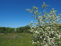 NL, Drenthe, Westerveld, Vroomeveld 2, Saxifraga-Hans Dekker