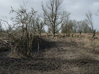 NL, Flevoland, Lelystad, Oostvaardersplassen 103, Saxifraga-Willem van Kruijsbergen