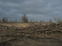 NL, Flevoland, Lelystad, Oostvaardersplassen 106, Saxifraga-Willem van Kruijsbergen