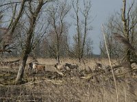 NL, Flevoland, Lelystad, Oostvaardersplassen 17, Saxifraga-Willem van Kruijsbergen