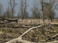 NL, Flevoland, Lelystad, Oostvaardersplassen 21, Saxifraga-Willem van Kruijsbergen