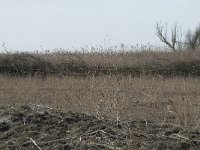 NL, Flevoland, Lelystad, Oostvaardersplassen 25, Saxifraga-Willem van Kruijsbergen