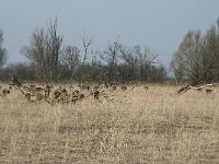 NL, Flevoland, Lelystad, Oostvaardersplassen 28, Saxifraga-Willem van Kruijsbergen