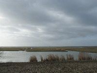 NL, Flevoland, Lelystad, Oostvaardersplassen 31, Saxifraga-Willem van Kruijsbergen