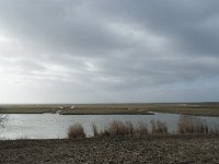 NL, Flevoland, Lelystad, Oostvaardersplassen 32, Saxifraga-Willem van Kruijsbergen