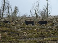 NL, Flevoland, Lelystad, Oostvaardersplassen 47, Saxifraga-Willem van Kruijsbergen