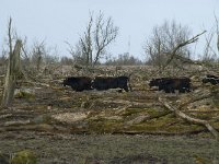 NL, Flevoland, Lelystad, Oostvaardersplassen 50, Saxifraga-Willem van Kruijsbergen