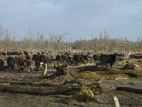 NL, Flevoland, Lelystad, Oostvaardersplassen 64, Saxifraga-Willem van Kruijsbergen