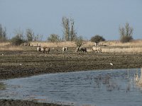 NL, Flevoland, Lelystad, Oostvaardersplassen 70, Saxifraga-Willem van Kruijsbergen