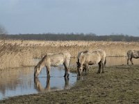 NL, Flevoland, Lelystad, Oostvaardersplassen 81, Saxifraga-Willem van Kruijsbergen