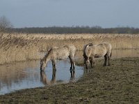 NL, Flevoland, Lelystad, Oostvaardersplassen 82, Saxifraga-Willem van Kruijsbergen