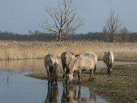 NL, Flevoland, Lelystad, Oostvaardersplassen 86, Saxifraga-Willem van Kruijsbergen