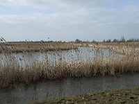 NL, Flevoland, Lelystad, Oostvaardersplassen 87, Saxifraga-Willem van Kruijsbergen