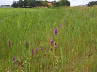 NL, Flevoland, Noordoostpolder, Marknesse 1, Saxifraga-Hans Dekker