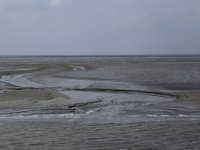 NL, Friesland, Ameland, Dantziggat 11, Saxifraga-Hans Boll