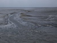 NL, Friesland, Ameland, Dantziggat 28, Saxifraga-Hans Boll