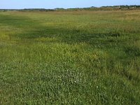 NL, Friesland, Ameland, Grootslegt 4, Saxifraga-Hans Boll