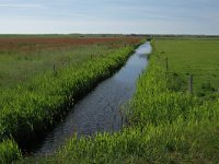 NL, Friesland, Ameland, Het Oerd 4, Saxifraga-Dirk Hilbers