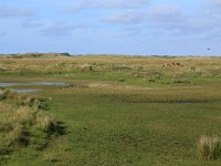 NL, Friesland, Ameland, Jan Roepeheide 2, Saxifraga-Hans Boll