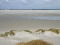 NL, Friesland, Ameland, Lange Duinen, Groene strand 2, Saxifraga-Hans Boll