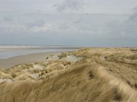 NL, Friesland, Ameland, Lange Duinen, Groene strand 3, Saxifraga-Hans Boll