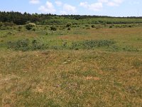 NL, Friesland, Ameland, Middenpolle 6, Saxifraga-Hans Boll