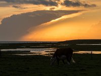 NL, Friesland, Ameland, Nieuwlandsreid 1, Saxifraga-Dirk Hilbers