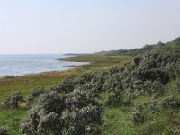 NL, Friesland, Ameland, Oerderduinen 3, Saxifraga-Hans Boll