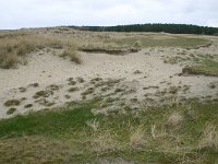 NL, Friesland, Ameland, Roosduinen 5, Saxifraga-Hans Boll