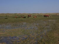 NL, Friesland, Ameland, Roosduinen 6, Saxifraga-Hans Boll