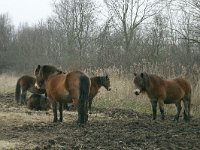 NL, Friesland, Dantumadeel, Rijperkerkerpolder 2, Saxifraga-Hans Boll