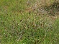 NL, Friesland, Dongeradeel, Bantpolder 2, Saxifraga-Hans Boll