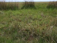 NL, Friesland, Dongeradeel, Bantpolder 7, Saxifraga-Hans Boll