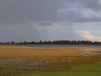 NL, Friesland, Dongeradeel, Ezumakeeg 5, Saxifraga-Hans Boll