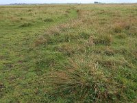 NL, Friesland, Dongeradeel, Lauwersmeer 2, Saxifraga-Hans Boll