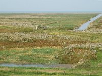 NL, Friesland, Dongeradeel, Pier Holwerd 3, Saxifraga-Jan van der Straaten