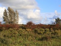 NL, Friesland, Dongeradeel, Zoutkamperplaat 14, Saxifraga-Hans Boll