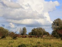 NL, Friesland, Dongeradeel, Zoutkamperplaat 18, Saxifraga-Hans Boll