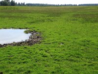 NL, Friesland, Dongeradeel, Zoutkamperplaat 3, Saxifraga-Hans Boll