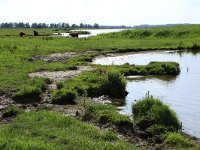 NL, Friesland, Dongeradeel, Zoutkamperplaat 37, Saxifraga-Hans Boll