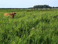 NL, Friesland, Dongeradeel, Zoutkamperplaat 4, Saxifraga-Hans Boll