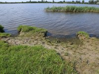 NL, Friesland, Dongeradeel, Zoutkamperplaat 44, Saxifraga-Hans Boll