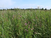 NL, Friesland, Dongeradeel, Zoutkamperplaat 47, Saxifraga-Hans Boll