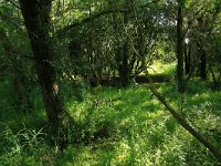 NL, Friesland, Dongeradeel, Zoutkamperplaat 51, Saxifraga-Hans Boll