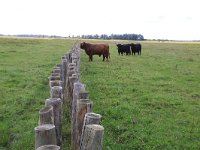 NL, Friesland, Dongeradeel, Zoutkamperplaat 58, Saxifraga-Hans Boll