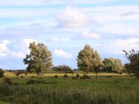 NL, Friesland, Dongeradeel, Zoutkamperplaat 61, Saxifraga-Hans Boll