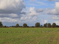 NL, Friesland, Dongeradeel, Zoutkamperplaat 63, Saxifraga-Hans Boll